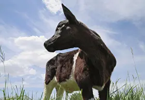 Calf Prints: young cow calf standing in field looking up against dramatic cloudy skies in a pasture field
