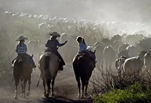Girls Prints: Young cowgirls chatting while driving cattle on a West Texas ranch