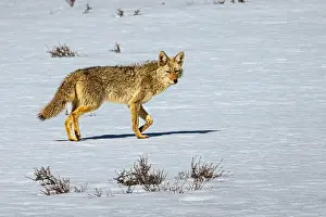 Watchful Prints: Young coyote (Canis latrans) in a snow covered meadow on a mid-spring morning in Lassen County California