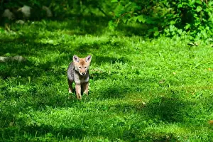 Canis Latrans Prints: Young coyote pup (Canis latrans) walking across a green meadow in spring