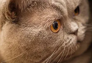 Shocked Prints: Young crazy surprised Scottish cat make big eyes closeup