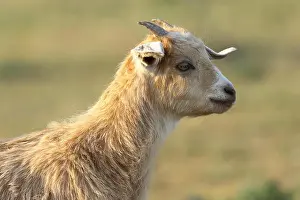 Young Animal Prints: young cute goat portrait over out of focus background
