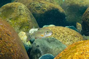 Riverbed Prints: Young Cutthroat trout in a shallow creek in North Vancouver Mountains