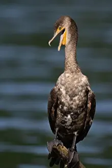 Cormorant Prints: A young double-crested cormorant