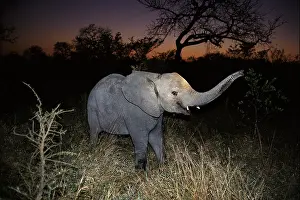 Untamed Prints: Young elephant at night time South Africa