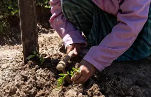 Village Life Prints: A young female farmer in Himachal Pradesh uses a small digging hoe to carefully prepare the soil