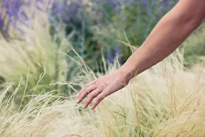 Meditating Prints: A young female hand is touching some grass outside in summer