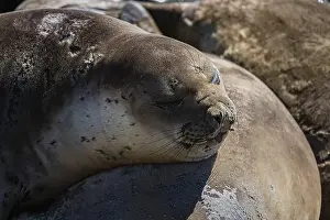 Pinniped Prints: Young female Southern elephant seal (Mirounga leonina) resting on a beach