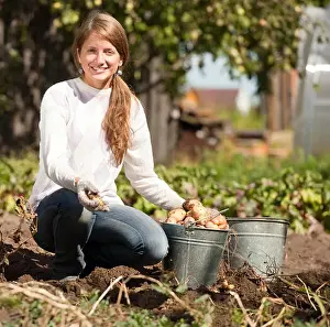 Young Girl Prints: young girl is picking potato in field