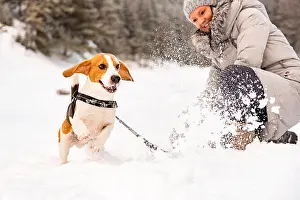 Pulling Prints: Young girl on a walk with her Beagle dog in winter having fun on snow first time