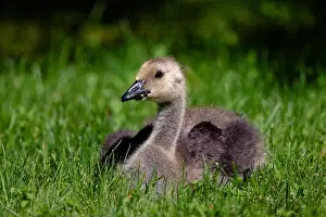Green Forest Prints: A young gosling in Hatley Castle, Victoria, BC Canada, closeup shot