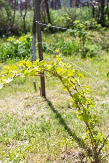 Yard Prints: A young grapevine is arched and secured to a horizontal wire trellis in a sunny garden