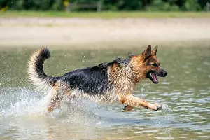 German Shepherd Prints: Young happy German Shepherd, playing in the water