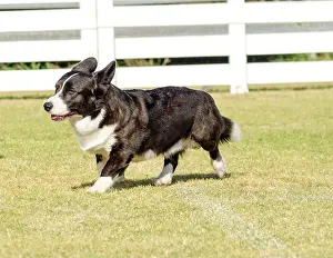 Lively Prints: A young, healthy, beautiful, brindle