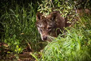 Curiosity Prints: A young Iberian wolf (Canis lupus signatus) alert and camouflaged within the natural shrubs of a controlled sanctuary