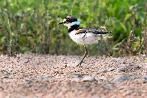 Killdeer Prints: Young killdeer (Chardarius vociferus) on the run, Texas, USA. Resoft Park