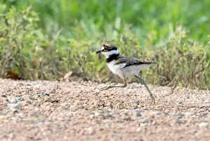 Young killdeer (Chardarius vociferus) is running through the field, Texas, USA