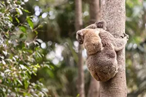 Arboreal Prints: Young koala looks down towards the ground while on their mothers back