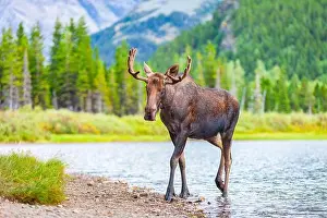 Antlers Prints: A young, male bull moose with antlers feeding in a lake in Glacier National Park