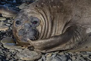 Earless Seal Prints: Young male Southern elephant seal (Mirounga leonina) on the beach during moulting