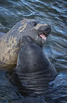 Water Body Prints: Young male Southern elephant seals (Mirounga leonina) playfully fighting in shallow water