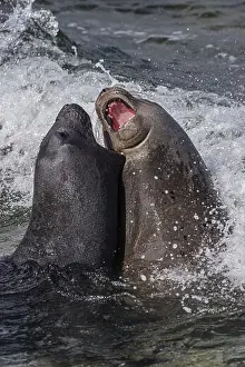 Earless Seal Prints: Young male Southern elephant seals (Mirounga leonina) playfully fighting in shallow water