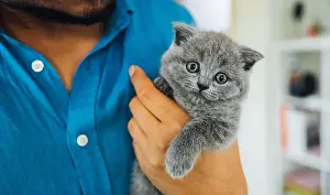 Tabby Prints: Young man or veterinary holding baby scottish fold gray kitten