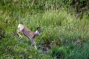 Mule Deer Prints: A young mulet deer runs after its mother near Fort Macleod, Albertaa, Canada