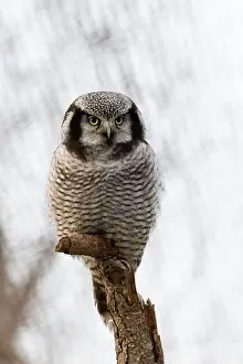 Central American Prints: Young Northern hawk-owl (Surnia ulula). Winter grey background