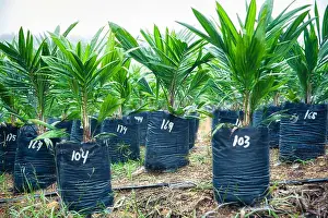 Oil Palm Prints: Young oil palm seedlings in black polybags at a nursery plantation in Borneo