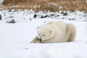Laying Down Prints: A young polar bear laying down and resting on snow covered ground hear the shore of Hudson Bay outside of Churchill