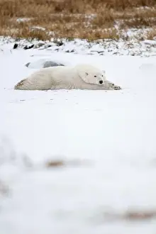 Laying Down Prints: A young polar bear laying down and resting on snow covered ground hear the shore of Hudson Bay outside of Churchill