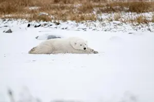 Laying Down Prints: A young polar bear laying down and resting on snow covered ground hear the shore of Hudson Bay outside of Churchill