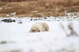 Laying Down Prints: A young polar bear laying down and resting on snow covered ground hear the shore of Hudson Bay outside of Churchill
