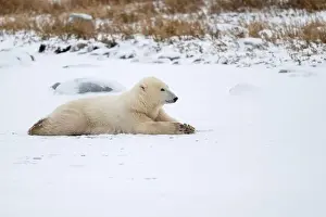 Laying Down Prints: A young polar bear laying down and resting on snow covered ground hear the shore of Hudson Bay outside of Churchill