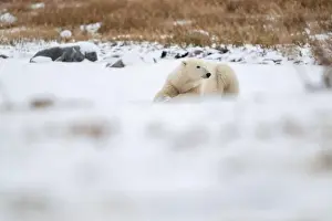 Laying Down Prints: A young polar bear laying down and resting on snow covered ground hear the shore of Hudson Bay outside of Churchill