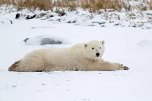 Laying Down Prints: A young polar bear laying down and resting on snow covered ground hear the shore of Hudson Bay outside of Churchill