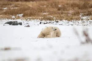 Laying Down Prints: A young polar bear laying down and resting on snow covered ground hear the shore of Hudson Bay outside of Churchill