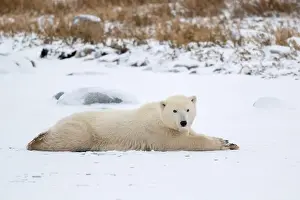 Laying Down Prints: A young polar bear laying down and resting on snow covered ground hear the shore of Hudson Bay outside of Churchill
