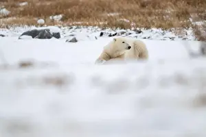 Laying Down Prints: A young polar bear laying down and resting on snow covered ground hear the shore of Hudson Bay outside of Churchill