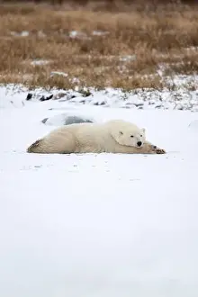 Laying Down Prints: A young polar bear laying down and resting on snow covered ground hear the shore of Hudson Bay outside of Churchill
