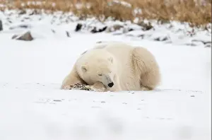 Laying Down Prints: A young polar bear laying down and resting on snow covered ground hear the shore of Hudson Bay outside of Churchill