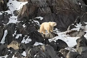 Sub Arctic Prints: Young polar bear making its way along the rocky shore of Hudson Bay near Churchill
