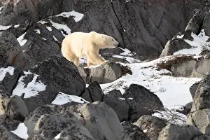 Sub Arctic Prints: Young polar bear making its way along the rocky shore of Hudson Bay near Churchill