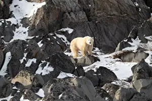Sub Arctic Prints: Young polar bear making its way along the rocky shore of Hudson Bay near Churchill
