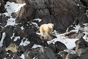 Sub Arctic Prints: Young polar bear making its way along the rocky shore of Hudson Bay near Churchill