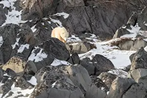 Sub Arctic Prints: Young polar bear making its way along the rocky shore of Hudson Bay near Churchill