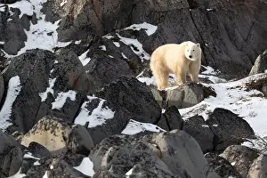 Sub Arctic Prints: Young polar bear making its way along the rocky shore of Hudson Bay near Churchill