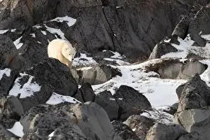 Sub Arctic Prints: Young polar bear making its way along the rocky shore of Hudson Bay near Churchill