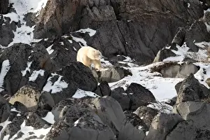 Sub Arctic Prints: Young polar bear making its way along the rocky shore of Hudson Bay near Churchill